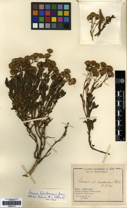 Senecio werdermannii [Espécimen: ]