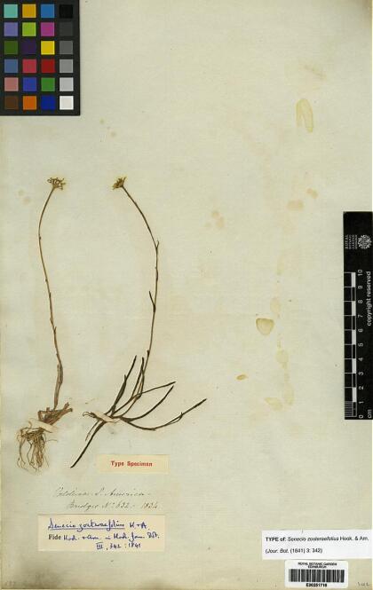 Haplosticha zosterifolia [Espécimen: ]