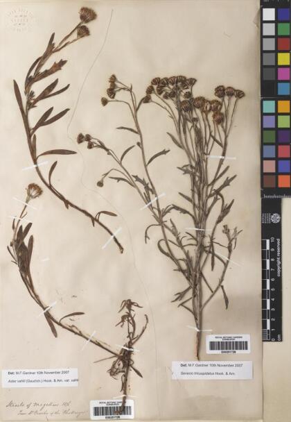 Senecio tricuspidatus [Espécimen: ]