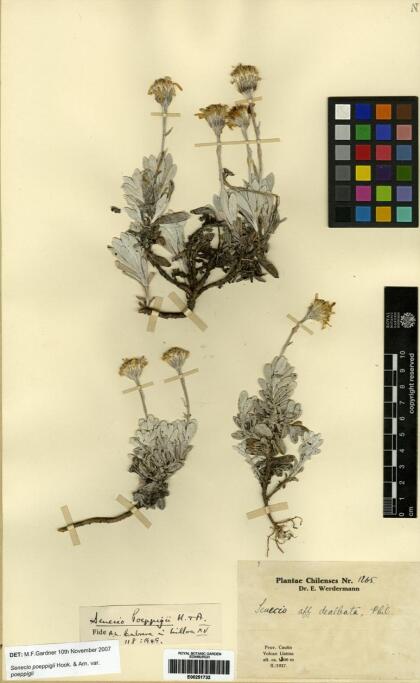 Senecio poeppigii var. poeppigii [Espécimen: ]
