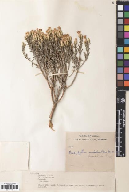 Nardophyllum lanatum [Espécimen: ]