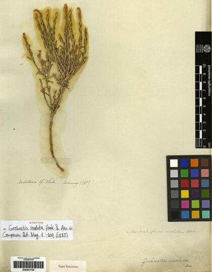 Nardophyllum lanatum [Espécimen: ]