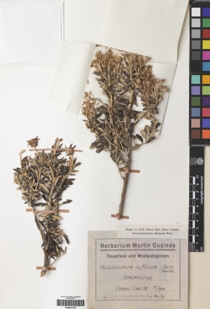 Chiliotrichum diffusum [Espécimen: ]
