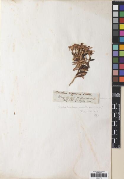 Chiliotrichum diffusum [Espécimen: ]