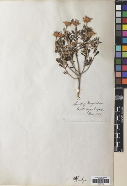 Chiliotrichum diffusum [Espécimen: ]