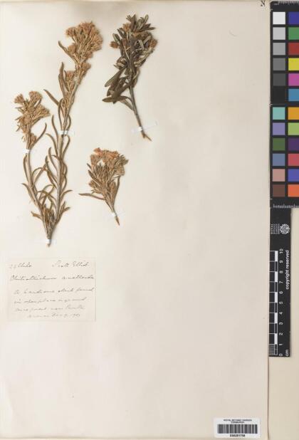 Chiliotrichum diffusum [Espécimen: ]