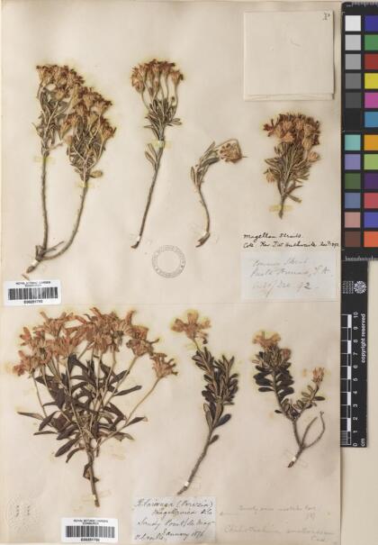 Chiliotrichum diffusum [Espécimen: ]