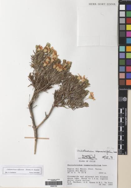 Chiliotrichum diffusum [Espécimen: ]
