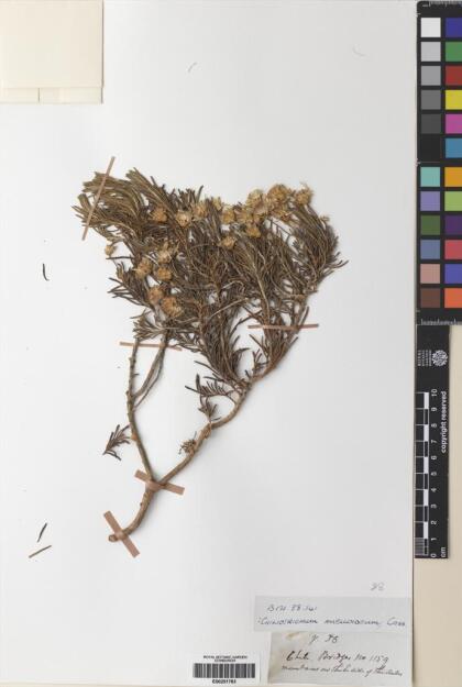 Chiliotrichum diffusum [Espécimen: ]