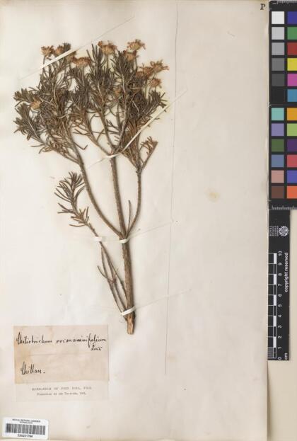 Chiliotrichum diffusum [Espécimen: ]