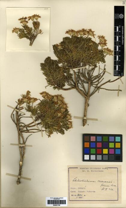 Chiliotrichum diffusum [Espécimen: ]