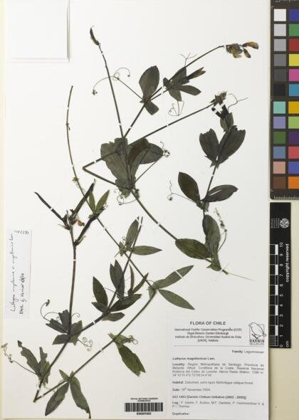 Lathyrus magellanicus [Espécimen: ]
