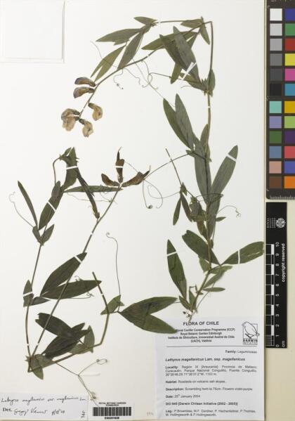 Lathyrus magellanicus [Espécimen: ]
