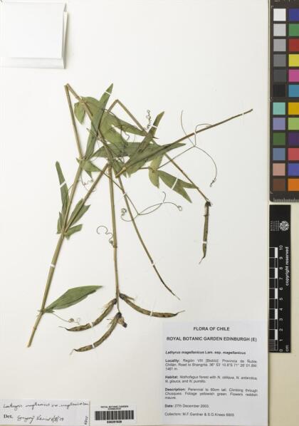 Lathyrus magellanicus [Espécimen: ]