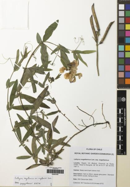 Lathyrus magellanicus [Espécimen: ]