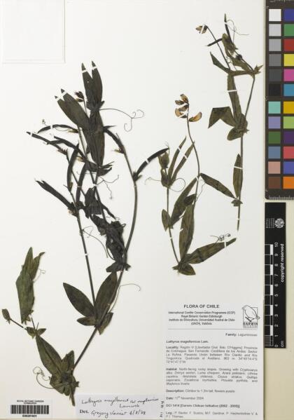 Lathyrus magellanicus [Espécimen: ]