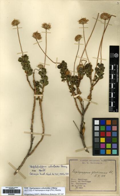 Haplopappus arbutoides [Espécimen: ]