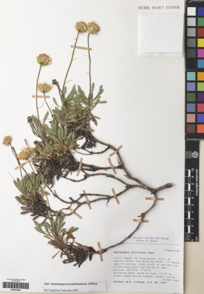Haplopappus glutinosus [Espécimen: ]