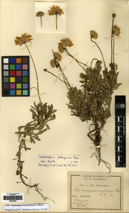 Haplopappus glutinosus [Espécimen: ]