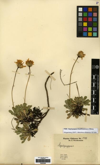Haplopappus glutinosus [Espécimen: ]