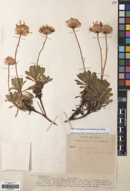 Haplopappus glutinosus [Espécimen: ]