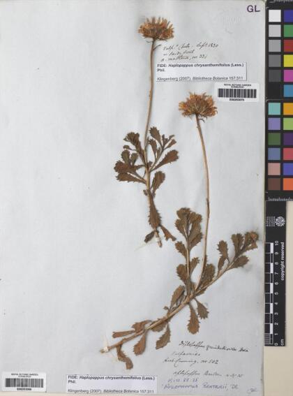 Haplopappus chrysanthemifolius [Espécimen: ]
