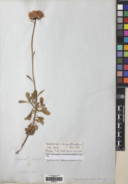 Haplopappus chrysanthemifolius [Espécimen: ]