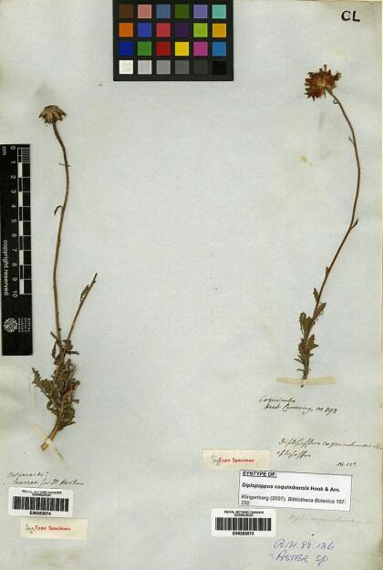 Haplopappus coquimbensis [Espécimen: ]