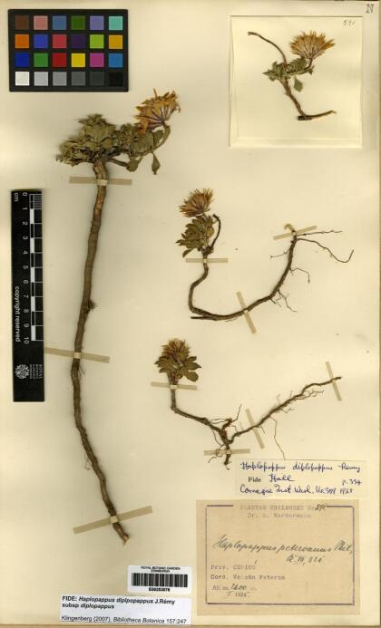 Haplopappus diplopappus subsp. diplopappus [Espécimen: ]