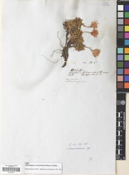 Haplopappus anthylloides [Espécimen: ]