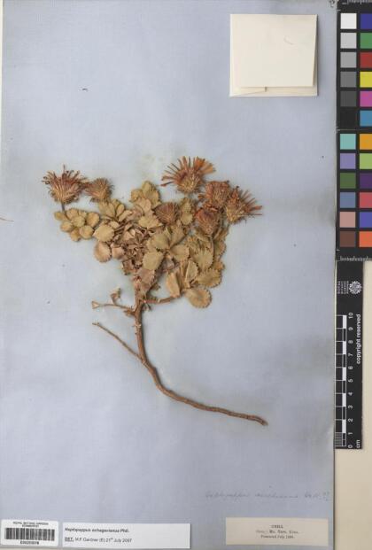 Haplopappus ochagavianus [Espécimen: ]