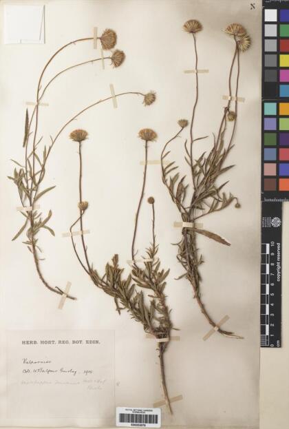 Haplopappus donianus [Espécimen: ]