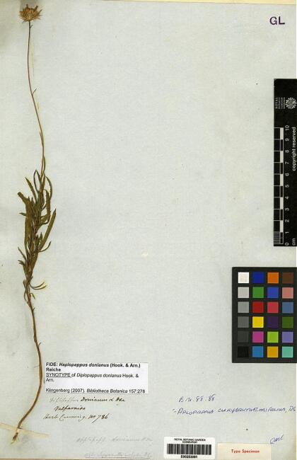 Haplopappus donianus [Espécimen: ]