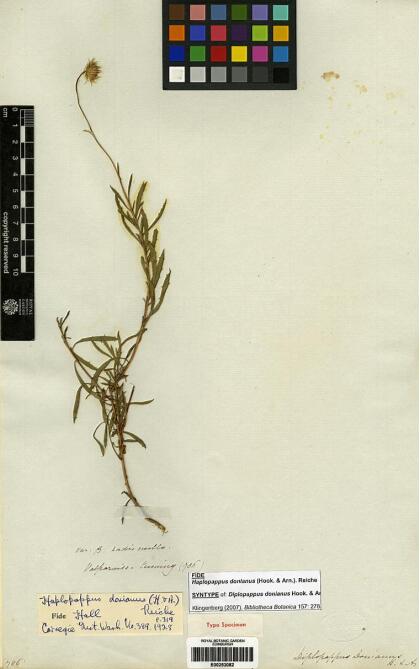 Haplopappus donianus [Espécimen: ]