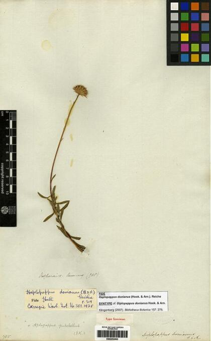 Haplopappus donianus [Espécimen: ]