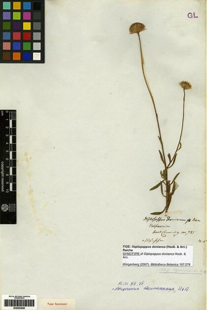 Haplopappus donianus [Espécimen: ]