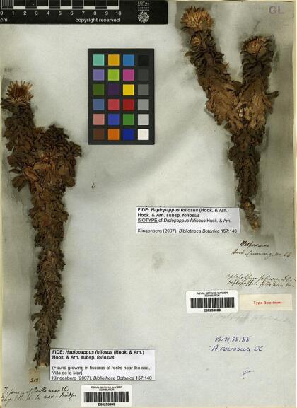 Haplopappus foliosus [Espécimen: ]