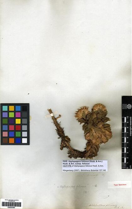 Haplopappus foliosus [Espécimen: ]