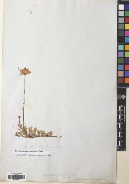 Haplopappus glutinosus [Espécimen: ]