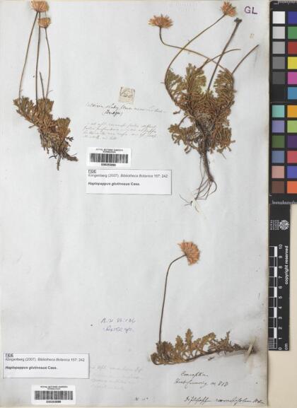 Haplopappus glutinosus [Espécimen: ]