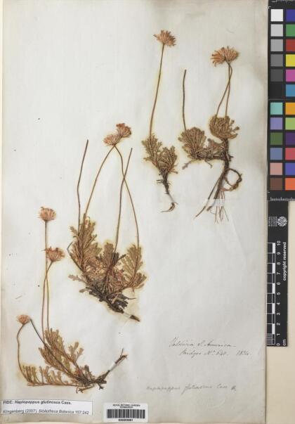 Haplopappus glutinosus [Espécimen: ]