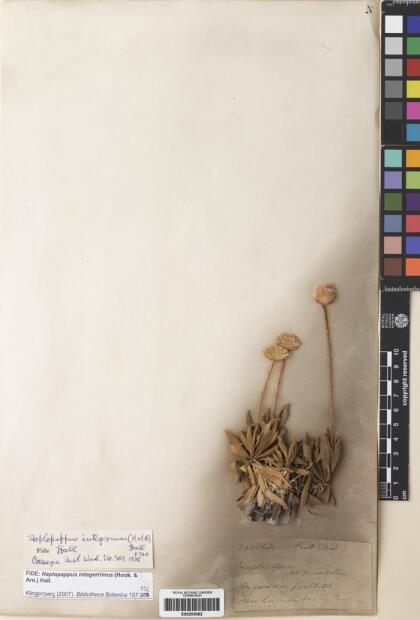 Haplopappus integerrimus [Espécimen: ]