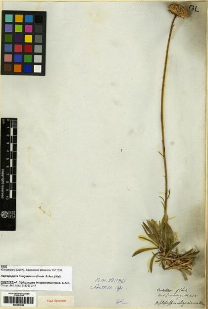 Haplopappus integerrimus [Espécimen: ]