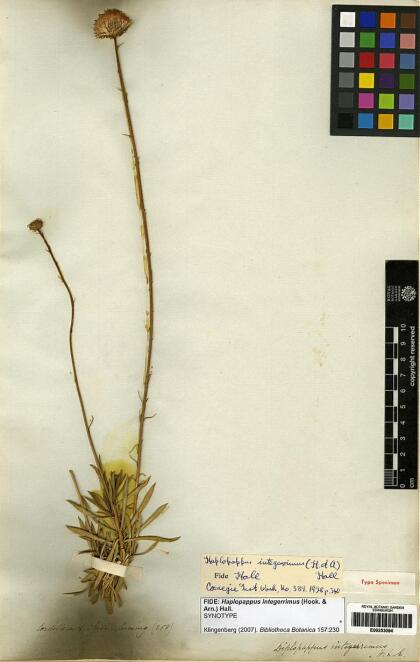 Haplopappus integerrimus [Espécimen: ]