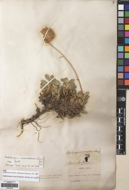 Haplopappus macrocephalus [Espécimen: ]