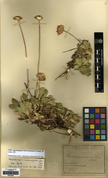 Haplopappus macrocephalus [Espécimen: ]