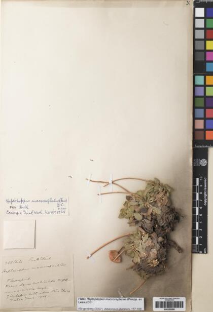 Haplopappus macrocephalus [Espécimen: ]