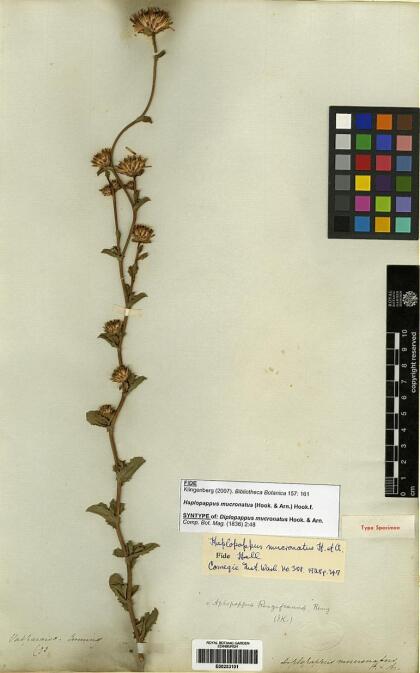 Haplopappus mucronatus [Espécimen: ]