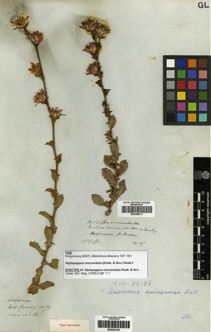 Haplopappus mucronatus [Espécimen: ]
