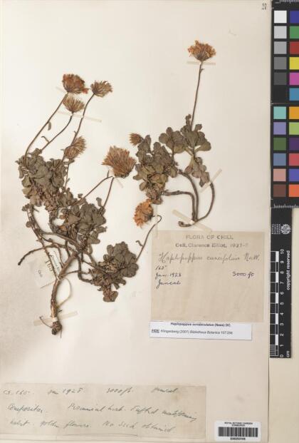 Haplopappus scrobiculatus [Espécimen: ]